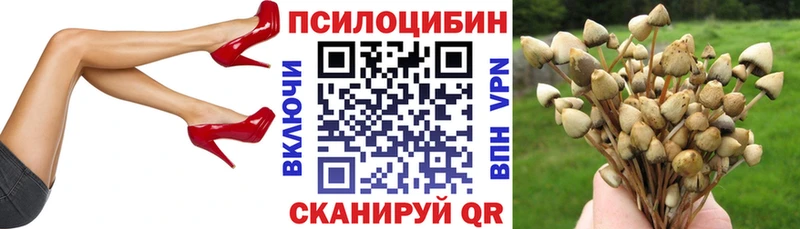 Купить закладки  Канаш  Галлюциногенные грибы Cubensis 